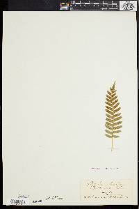 Polypodium vulgare image