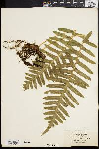 Polypodium vulgare image