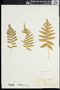 Polypodium vulgare image