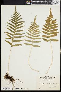 Polypodium vulgare image