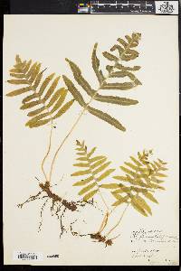 Polypodium vulgare image