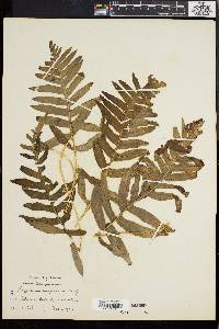 Polypodium vulgare image