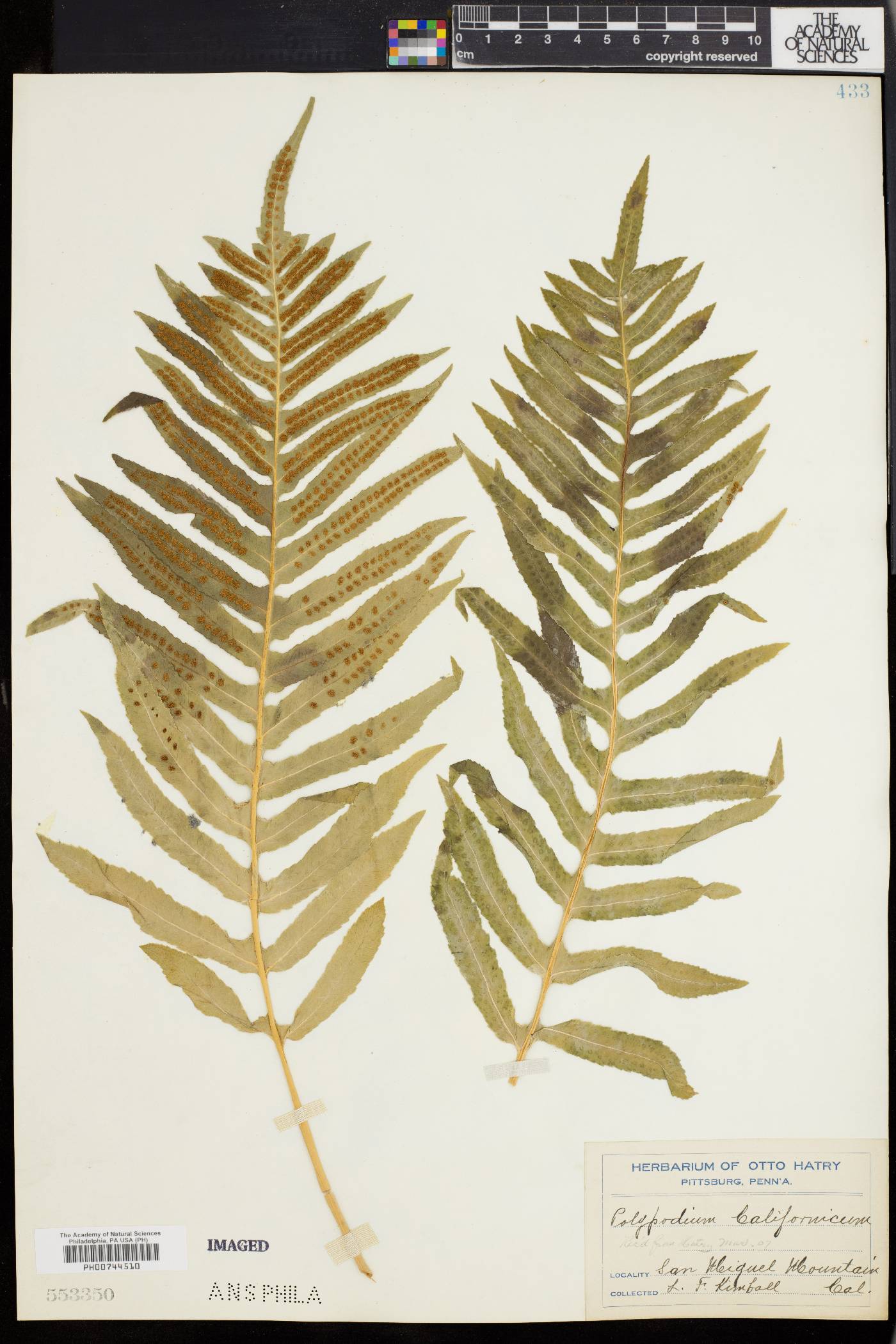 Polypodium vulgare var. intermedium image