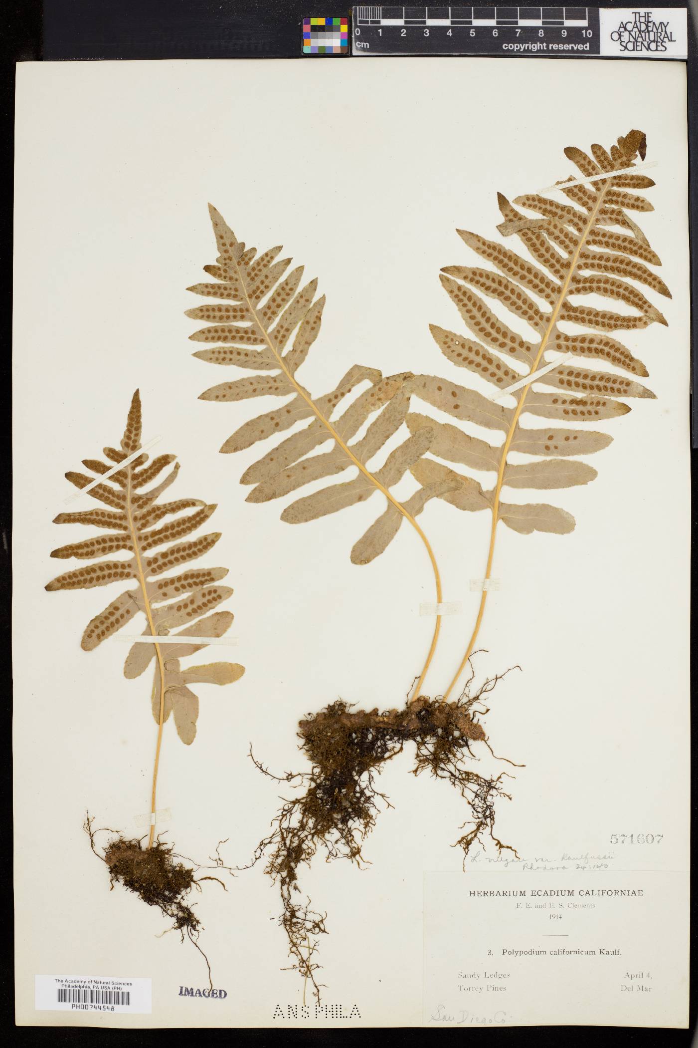 Polypodium vulgare var. kaulfussii image