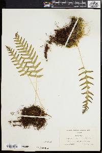 Polypodium glycyrrhiza image