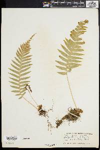 Polypodium glycyrrhiza image