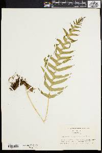 Polypodium glycyrrhiza image