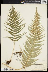 Polypodium glycyrrhiza image