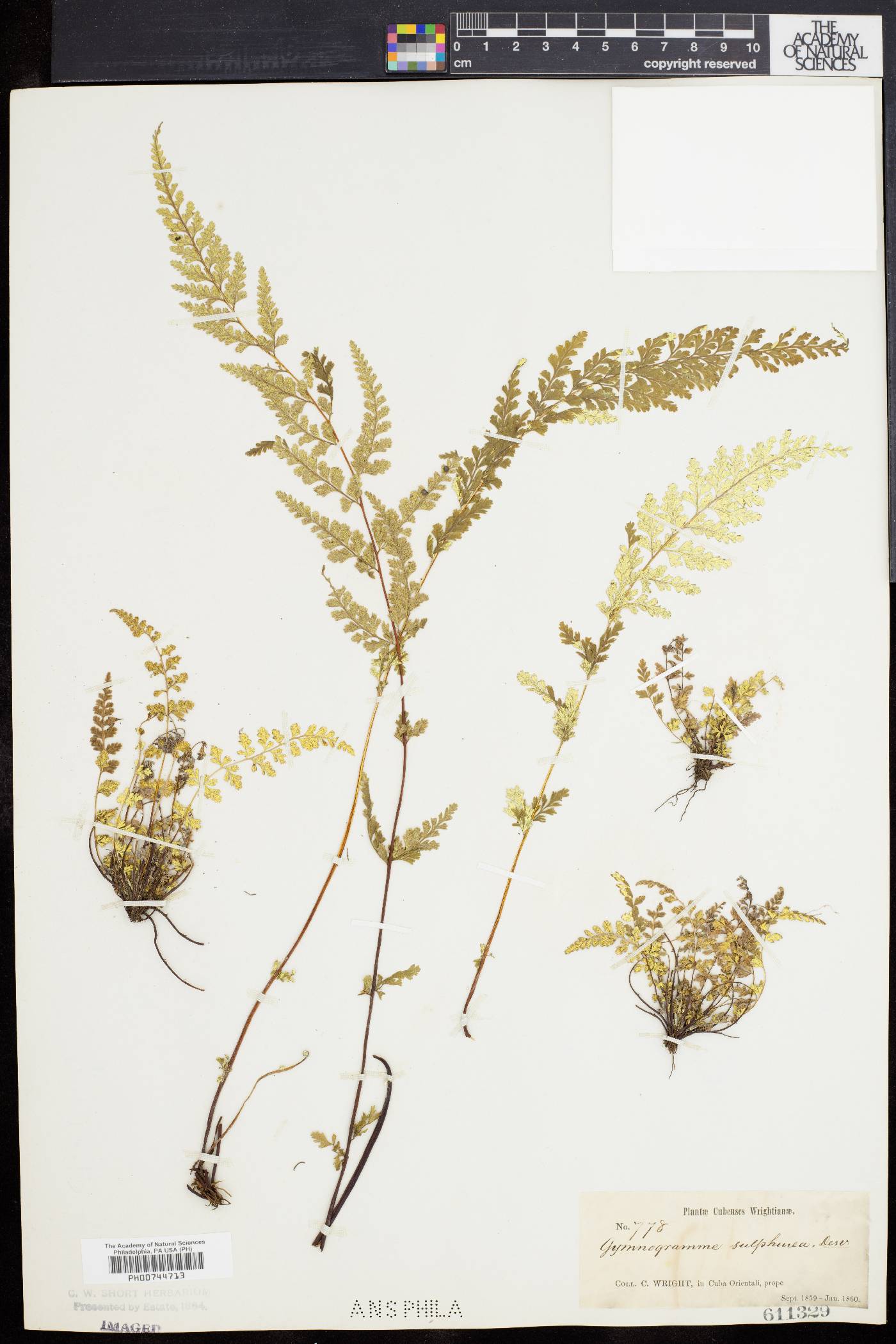 Pityrogramma sulphurea image
