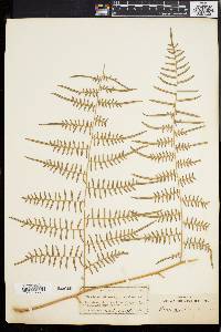 Pteridium aquilinum var. caudatum image