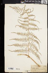 Pteridium aquilinum var. caudatum image