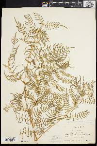 Pteridium aquilinum var. caudatum image