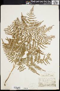 Pteridium aquilinum var. caudatum image