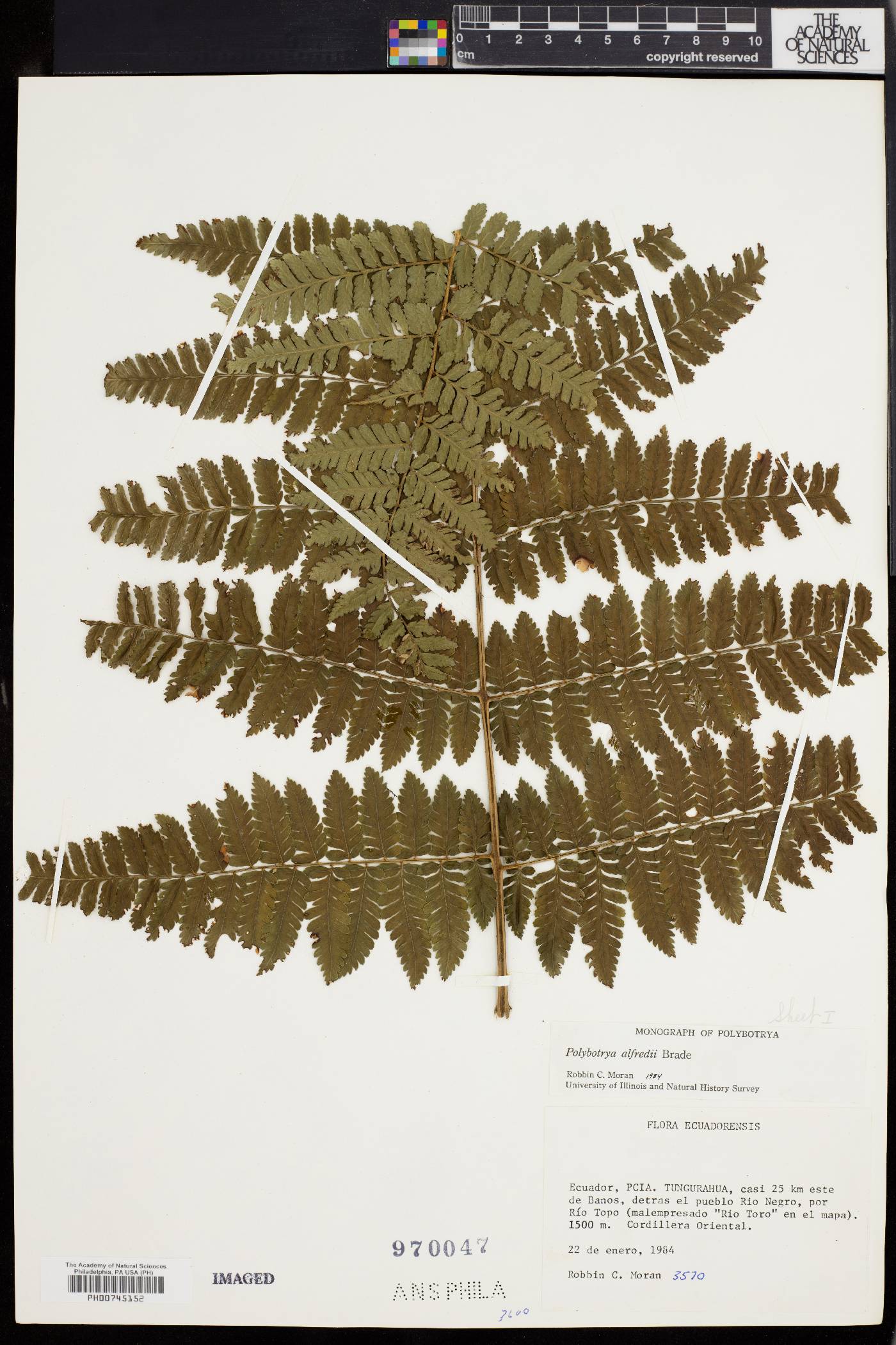 Polybotrya image