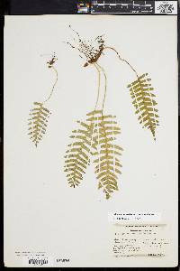 Polypodium appalachianum image