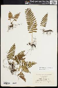 Polypodium appalachianum image