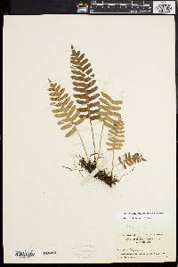 Polypodium appalachianum image