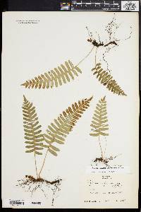 Polypodium appalachianum image