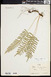 Polypodium appalachianum image