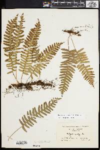 Polypodium appalachianum image