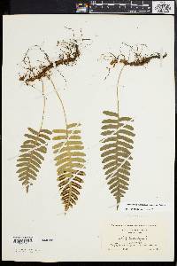 Polypodium appalachianum image