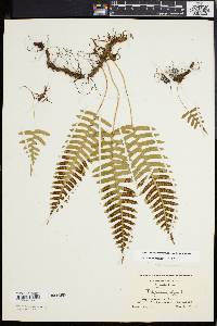 Polypodium appalachianum image