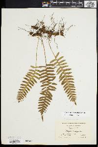 Polypodium appalachianum image