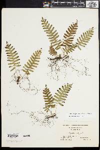 Polypodium appalachianum image