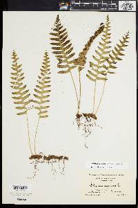 Polypodium appalachianum image