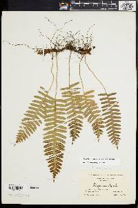 Polypodium appalachianum image