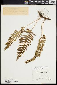 Polypodium appalachianum image