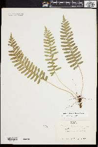 Polypodium appalachianum image