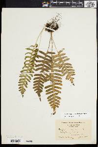 Polypodium appalachianum image