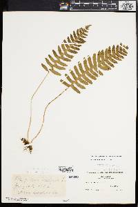 Polypodium appalachianum image