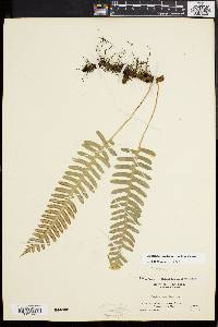 Polypodium appalachianum image