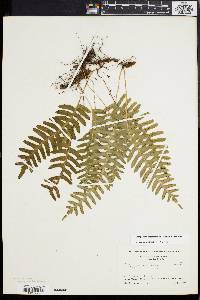 Polypodium appalachianum image