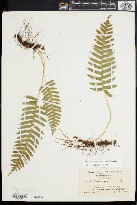 Polypodium appalachianum image