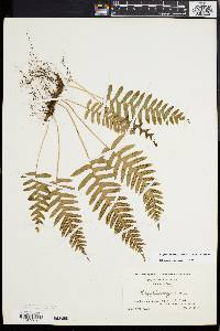 Polypodium appalachianum image