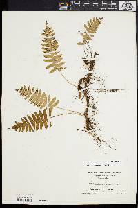 Polypodium appalachianum image