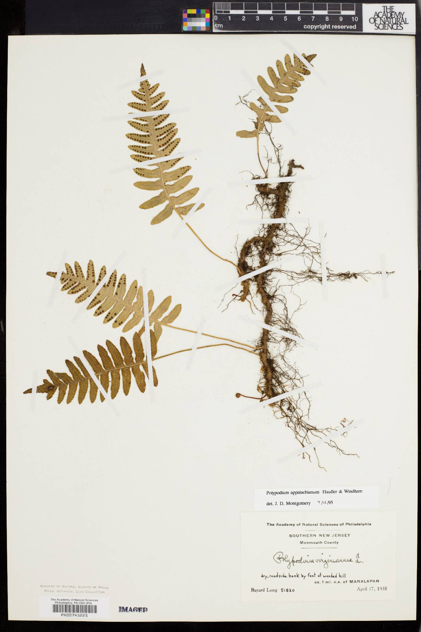 Polypodium appalachianum image