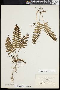 Polypodium appalachianum image