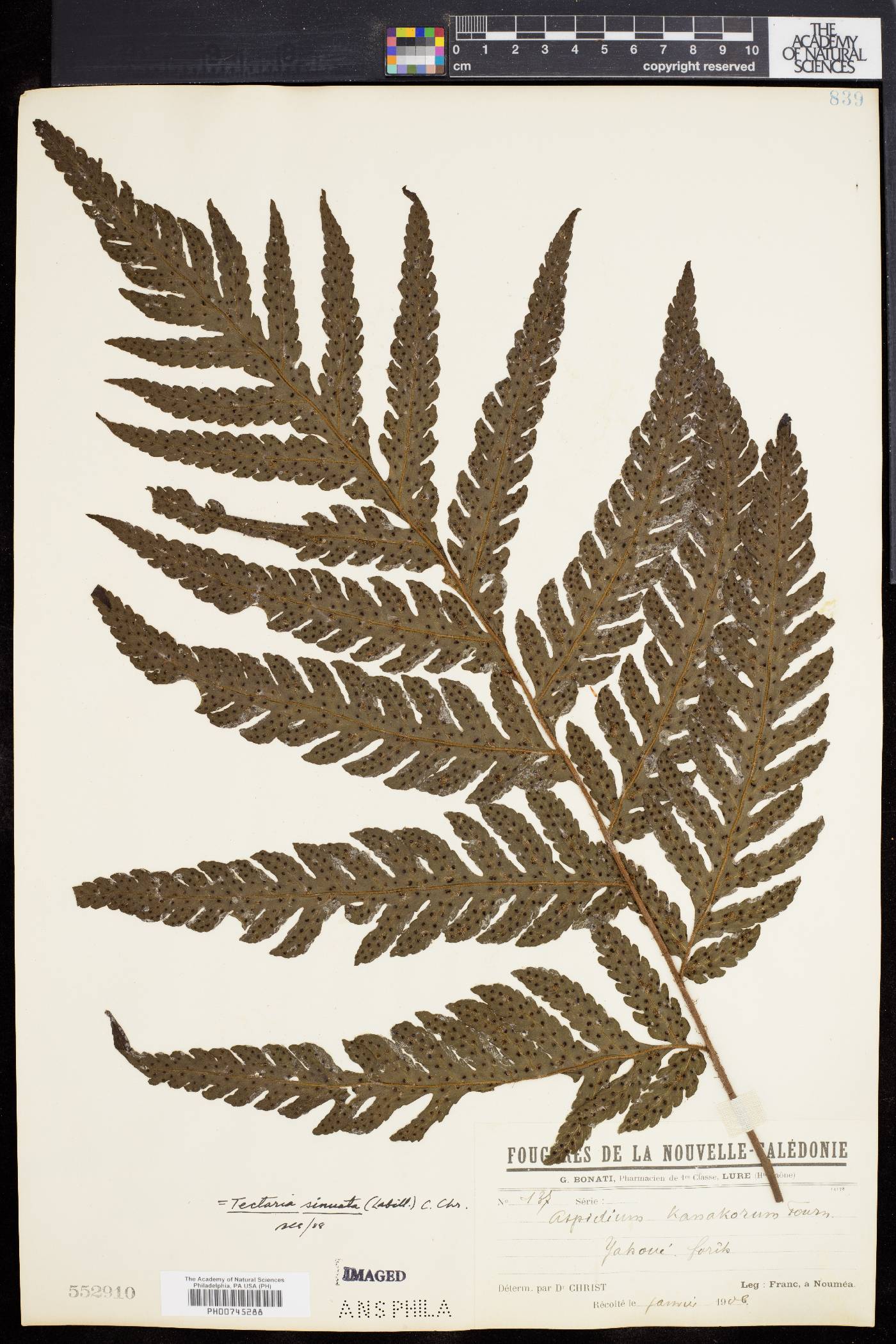 Tectaria sinuata image