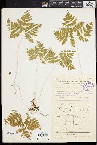 Gymnocarpium dryopteris image