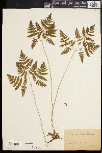 Gymnocarpium dryopteris image