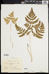 Gymnocarpium dryopteris image