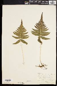 Phegopteris polypodioides image