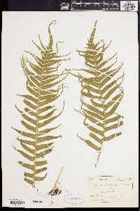 Cyrtomium falcatum image