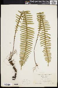 Polypodium pectinatum image