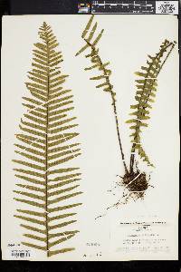 Polypodium pectinatum image