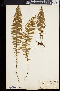 Polypodium pectinatum image